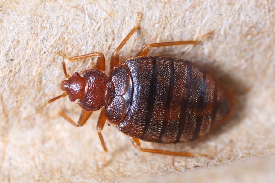 Bed bug Control Services in Chennai