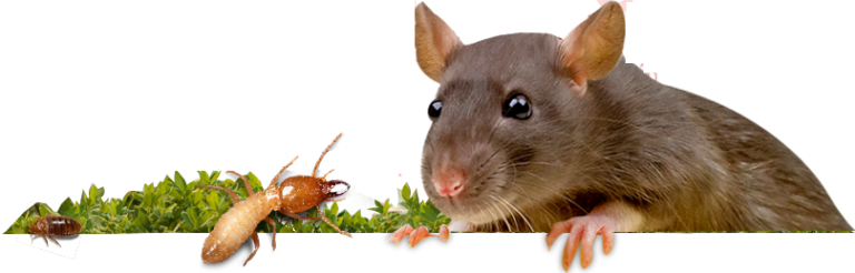 Rodent Control  Services in Chennai
