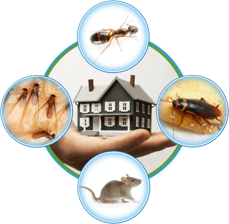 Pest Control Services in chennai