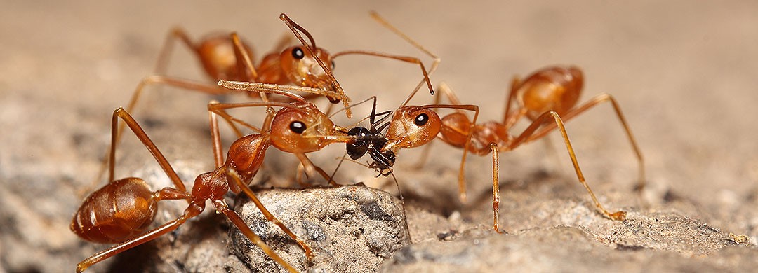 Ant Control Services In Chennai