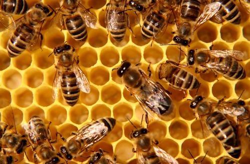 Honey Bee Control Services In Chennai