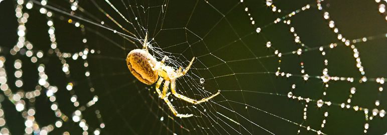 Spider Control Services in chennai